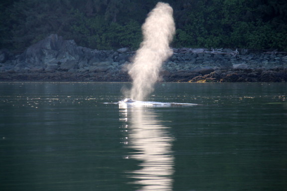 First humpback spotted