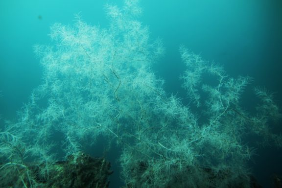 Black coral is fairly rare.  It is also white.