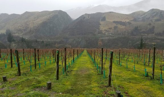 Charm Farms vineyard
